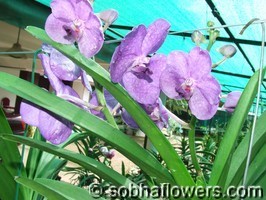 Vanda